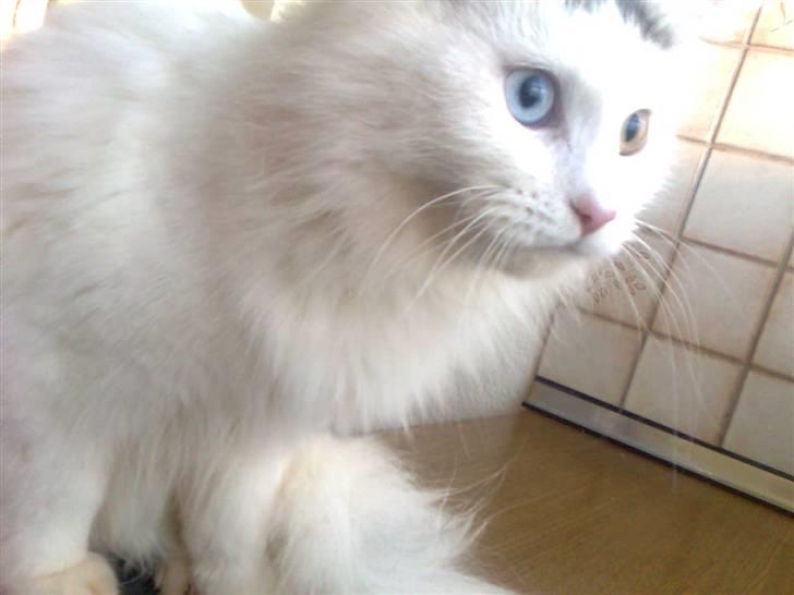 Maine Coon Akia billede 1