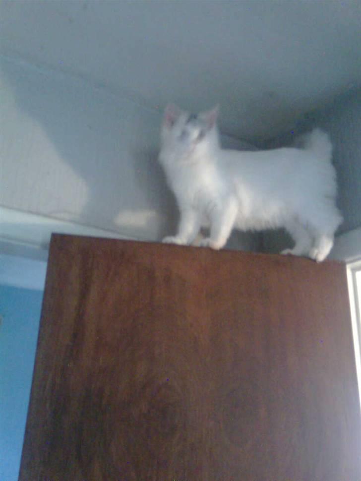 Maine Coon Akia billede 2