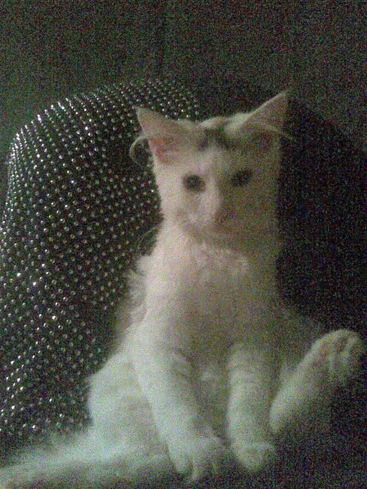 Maine Coon Akia billede 3