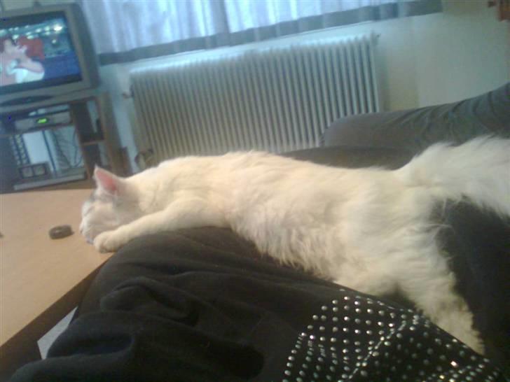 Maine Coon Akia billede 4