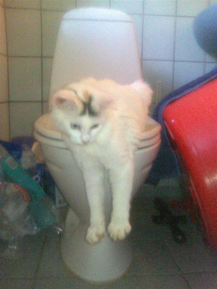 Maine Coon Akia billede 5