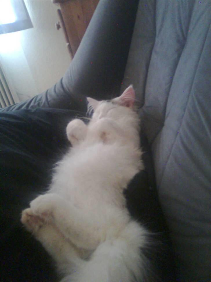 Maine Coon Akia billede 6