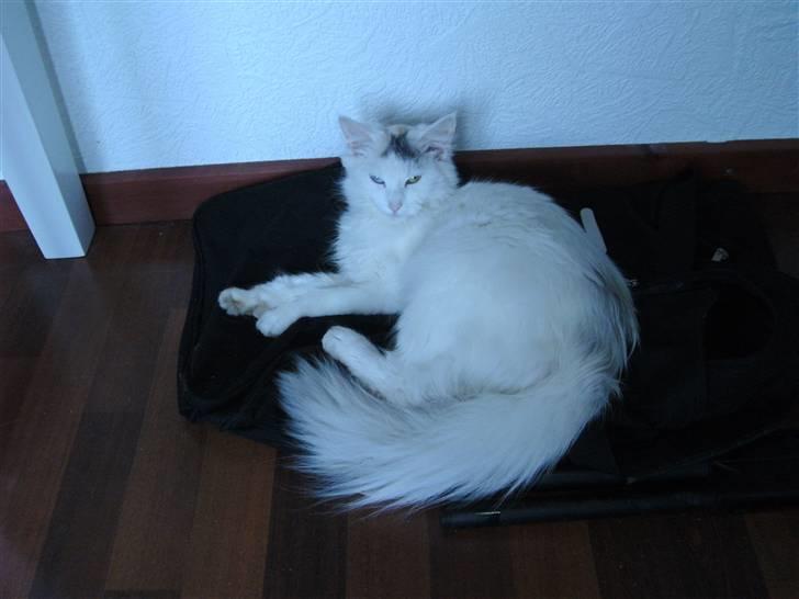 Maine Coon Akia billede 7