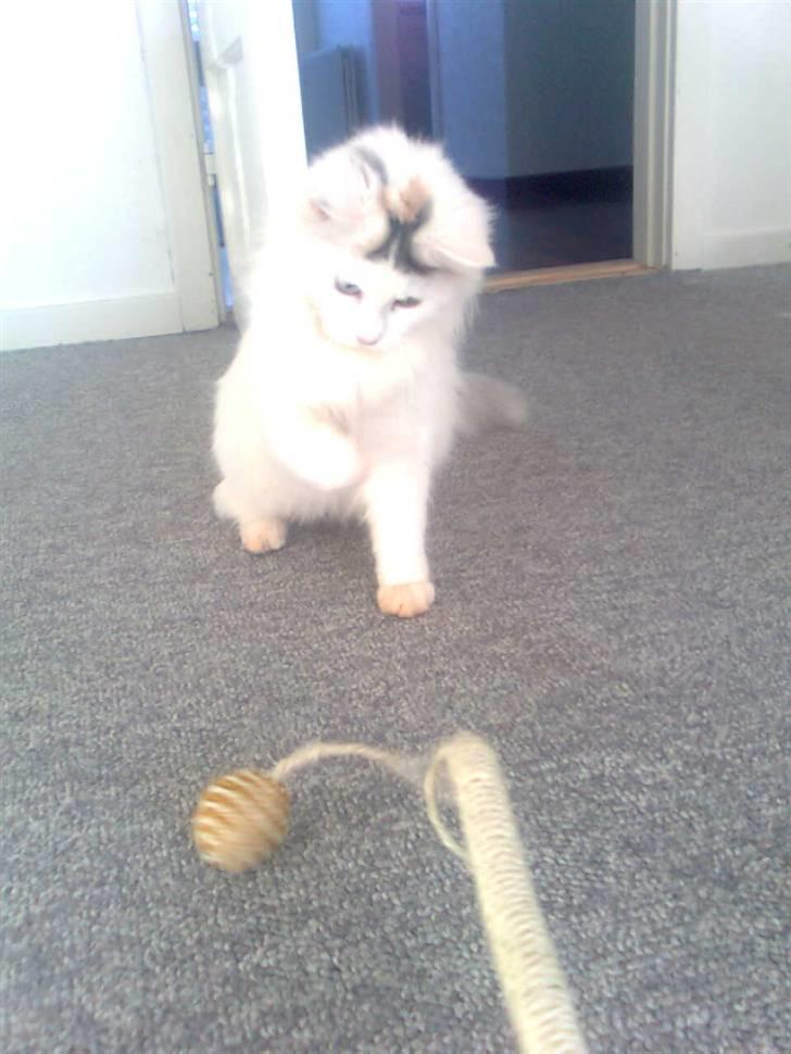Maine Coon Akia billede 9