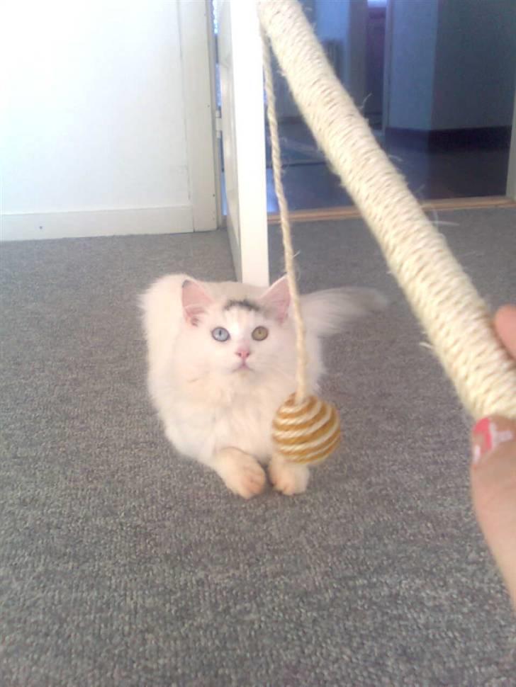 Maine Coon Akia billede 10