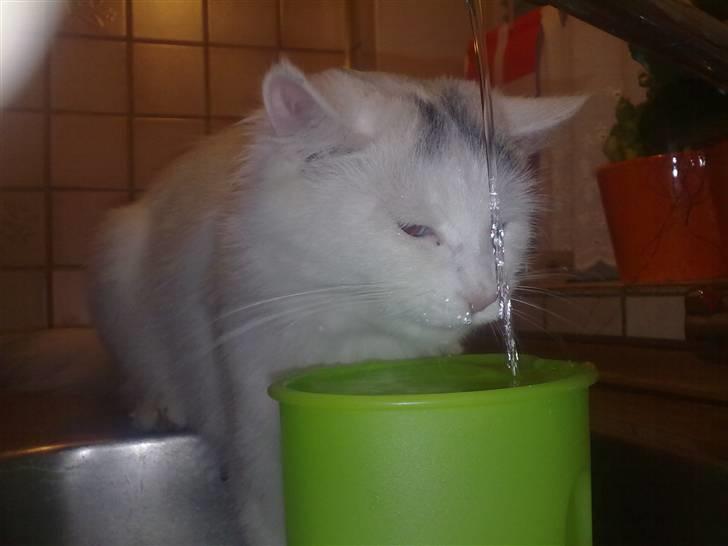 Maine Coon Akia billede 11