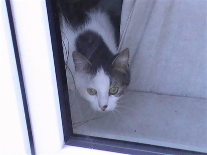 Huskat Tzasiki Elvis Hudini - Tzasiki sniger sig op i vinduet, hvor hun helst ikke må være ;) billede 6