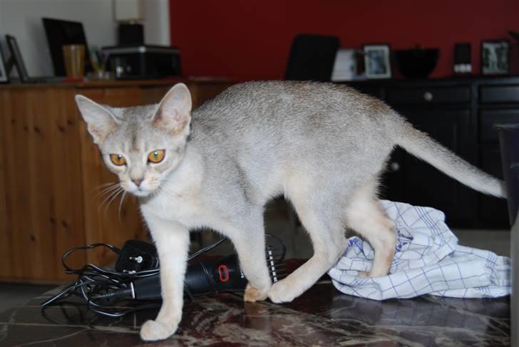 Abyssinier Silver Kama af Freden  - Karla ca. 6 mdr. billede 13