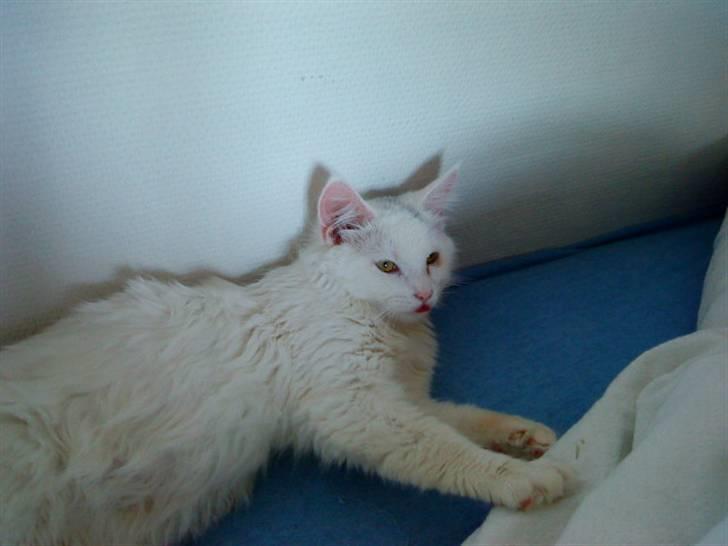 Blanding af racer Scare - Haha tungen ude :D billede 13