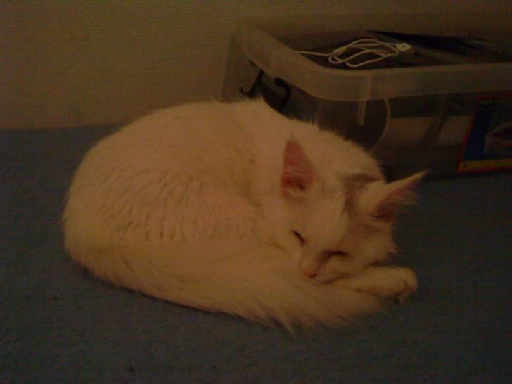 Blanding af racer Scare billede 14