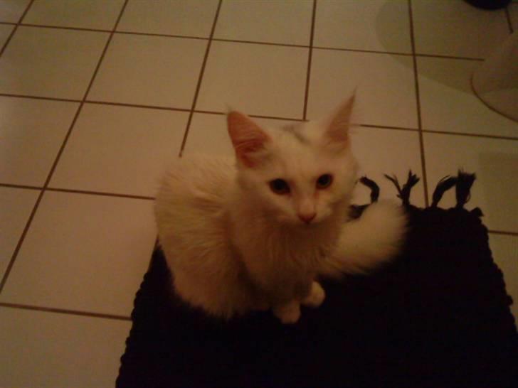 Blanding af racer Scare billede 15