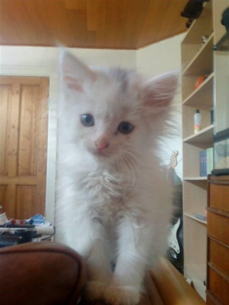 Blanding af racer Scare - Scare som killing <3 billede 16