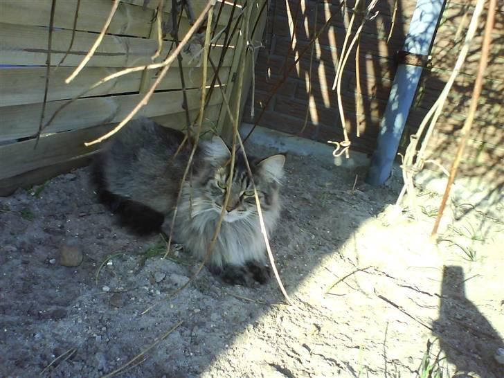 Maine Coon Balou - smukkøøøøh.:) billede 1
