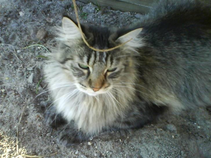 Maine Coon Balou - dejligøøøøh.:) billede 2