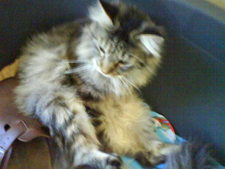 Maine Coon Balou - dovnøøøøh.:) billede 3