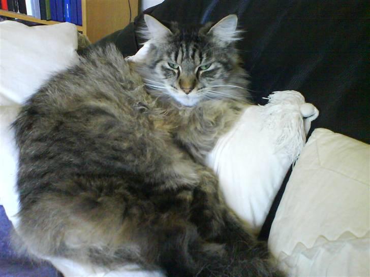 Maine Coon Balou - sååååååååå smuk.! billede 4