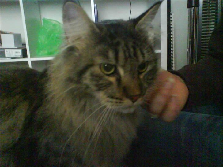 Maine Coon Balou - <3 billede 5