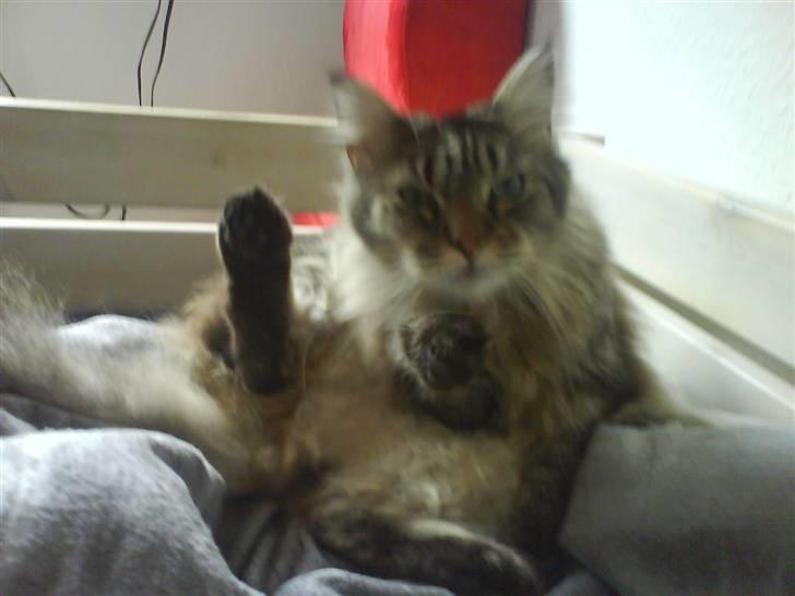 Maine Coon Balou - balou áká homo´henning.xD billede 6