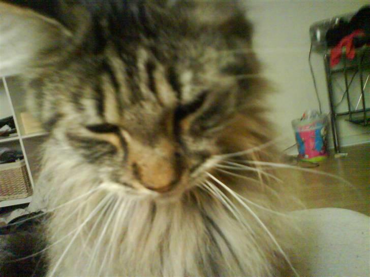 Maine Coon Balou - nuuuurh.<3 billede 7