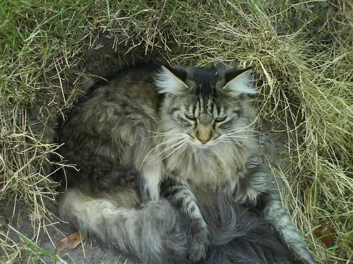 Maine Coon Balou billede 8