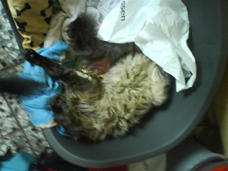 Maine Coon Balou - skøre balou i hundekurven.(: billede 9