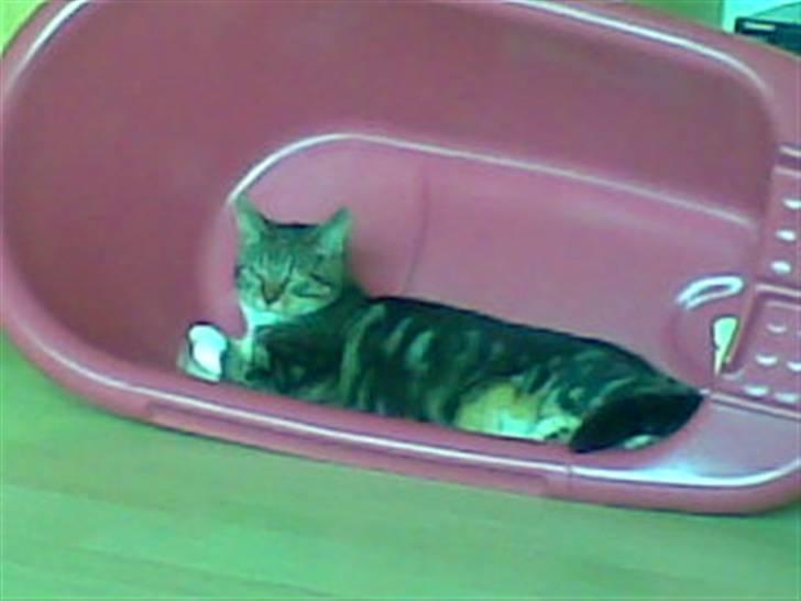 Blanding af racer Cookie - cookie i vaskebaljen :) billede 1