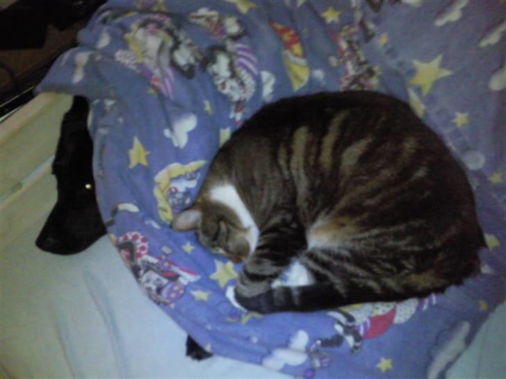 Blanding af racer Cookie - cookie oven på dynen, og min hund under dynen . (; billede 3