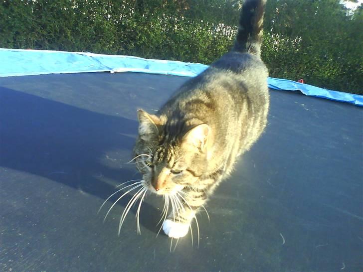 Blanding af racer Cookie - ´på trampolinen´ billede 4