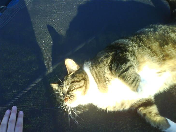 Blanding af racer Cookie - ´på trampolinen´ billede 5