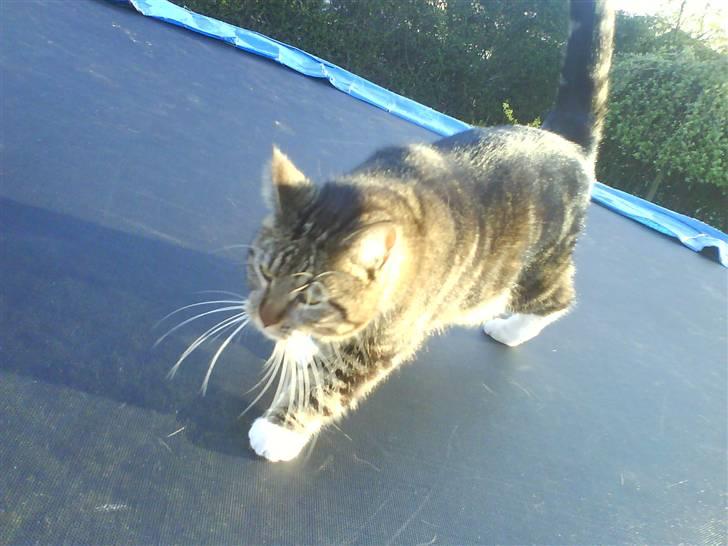 Blanding af racer Cookie - ´på trampolinen´ billede 6