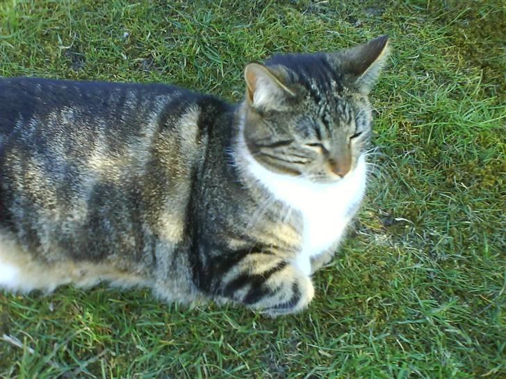 Blanding af racer Cookie - smukkøøøøh cookie i haven ;) billede 7