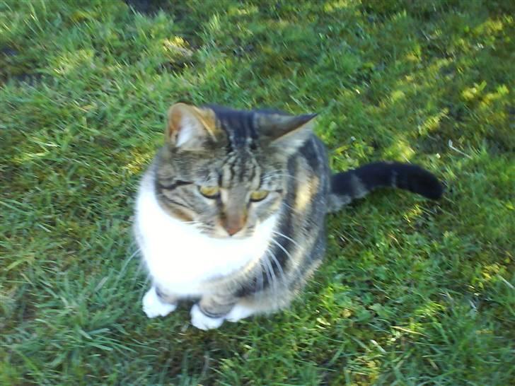 Blanding af racer Cookie - smukkøøøøh.:) billede 8