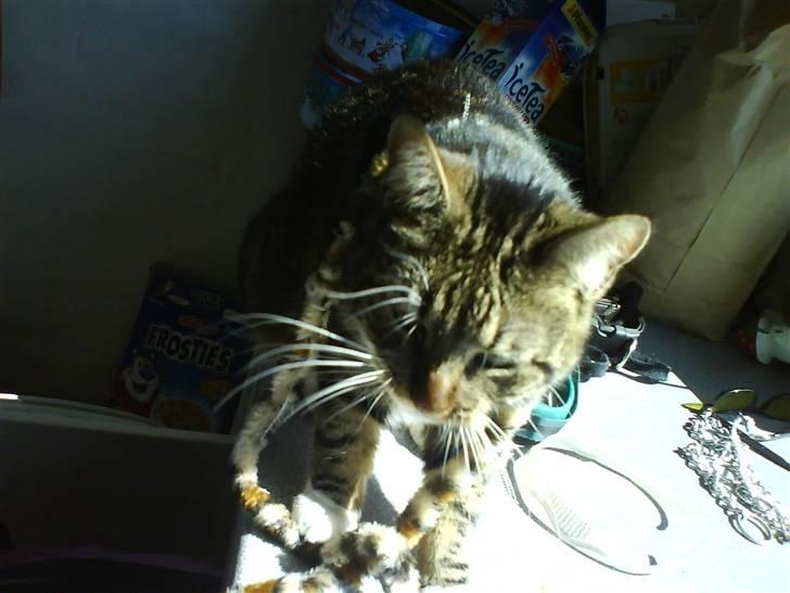 Blanding af racer Cookie - cookie med solen i ansigtet.:) billede 9