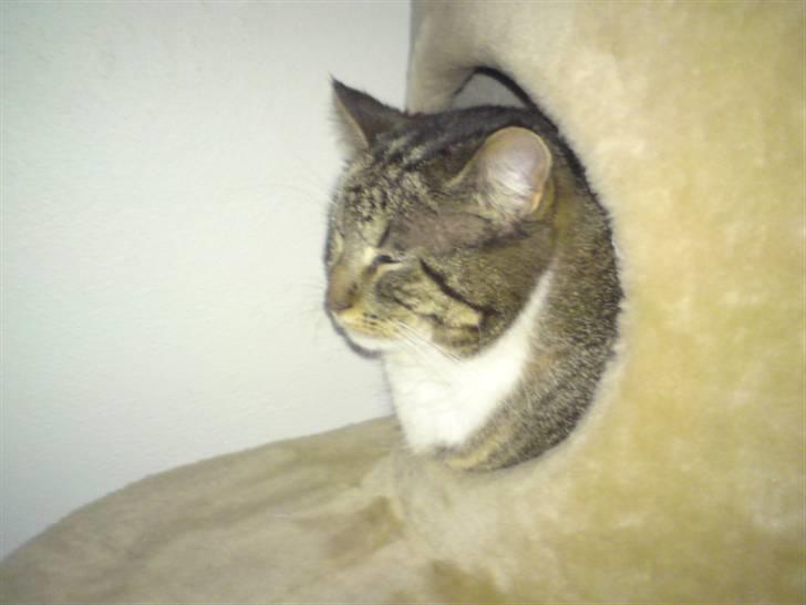 Blanding af racer Cookie - smukkøøøøh cookie i krassetræets ´´hule´´ ;) billede 10