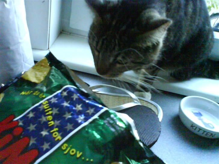 Blanding af racer Cookie - hun elsker chips :D billede 11