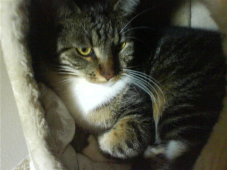 Blanding af racer Cookie - cookie som slapper af.<3 billede 12