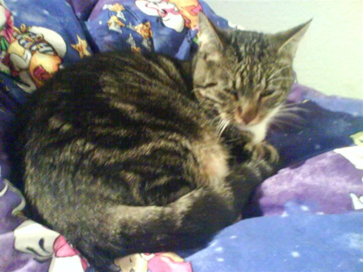 Blanding af racer Cookie - cokkie dovner den af. ;) billede 13