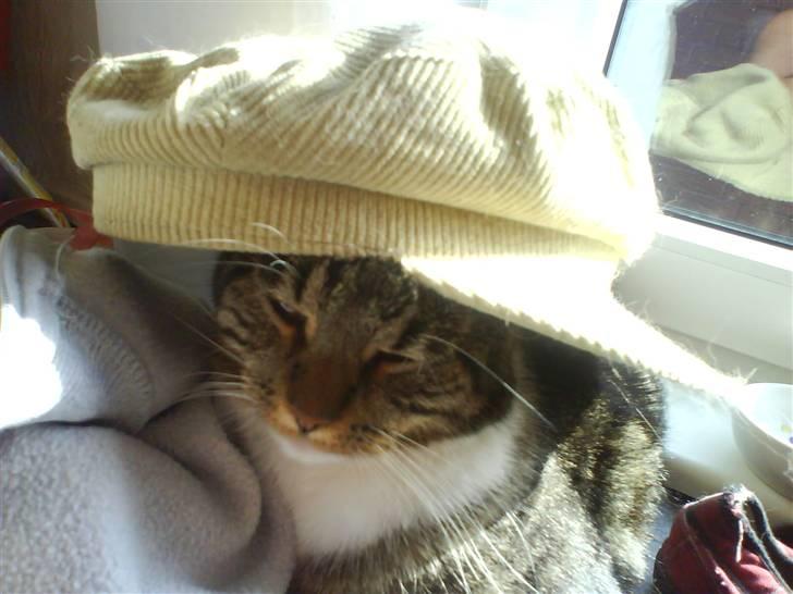 Blanding af racer Cookie - COOKIE... NU MED HAT .:D billede 14