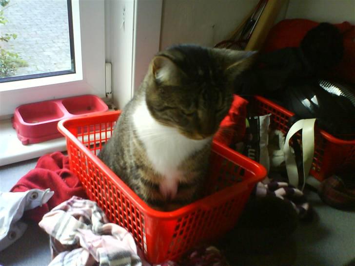 Blanding af racer Cookie - skøre kurve kat :) billede 15