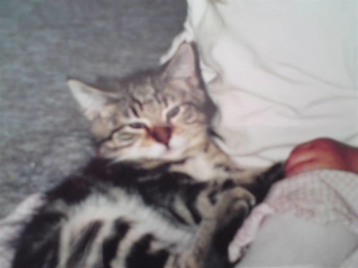 Blanding af racer Rudolf billede 2