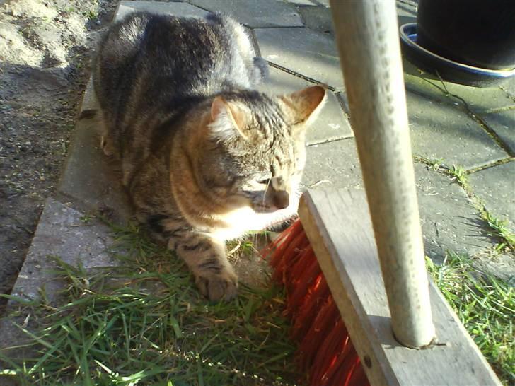 Blanding af racer Rudolf billede 3