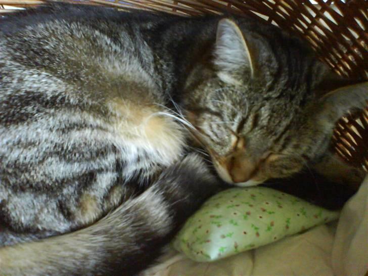 Blanding af racer Rudolf billede 4