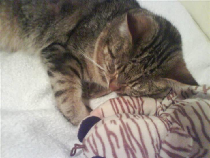 Blanding af racer Rudolf billede 5