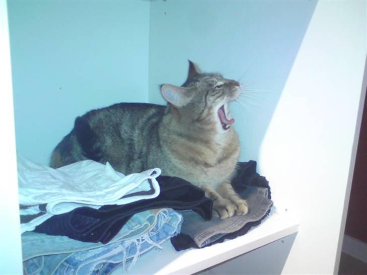 Blanding af racer Rudolf billede 6