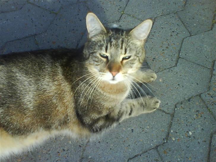 Blanding af racer Rudolf billede 8