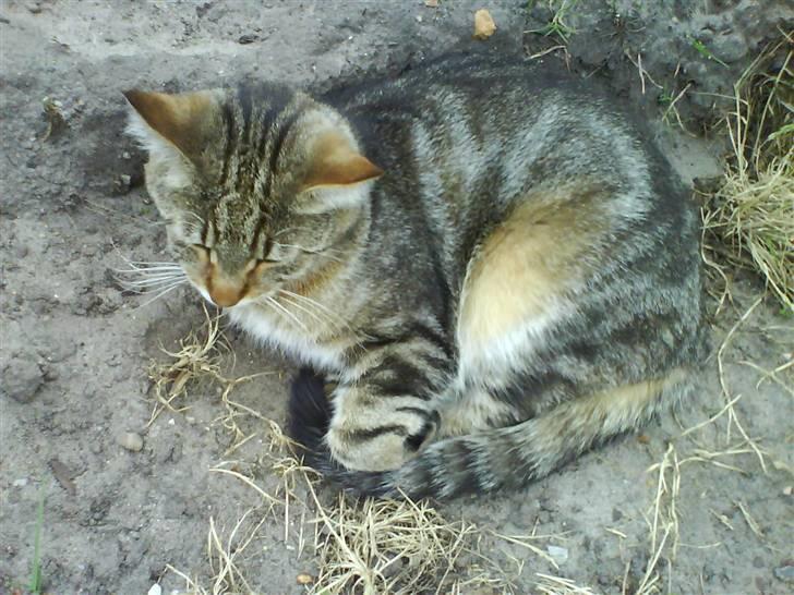 Blanding af racer Rudolf billede 10