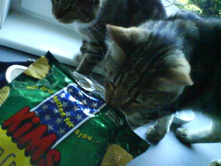 Blanding af racer Rudolf billede 11