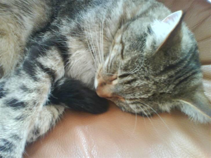 Blanding af racer Rudolf billede 12