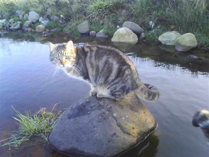 Blanding af racer Rudolf billede 14