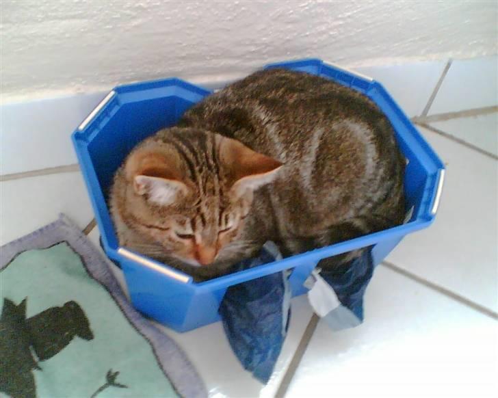 Blanding af racer Rudolf billede 15